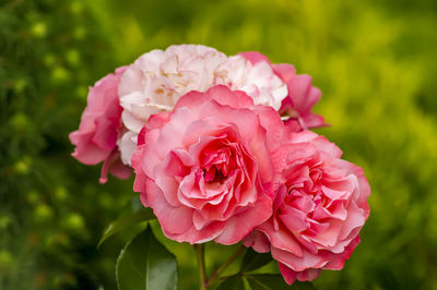 Close-up of pink rose