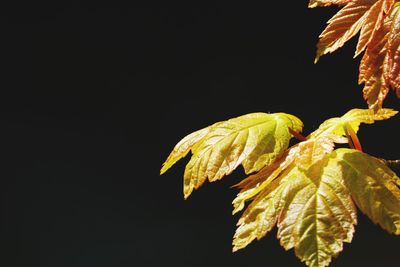 Close-up of yellow leaves on plant against black background