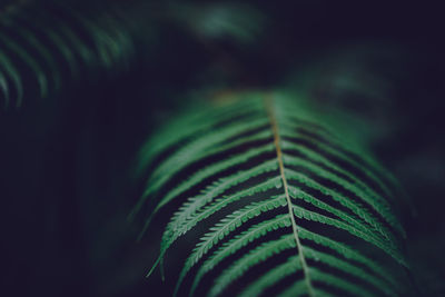 Close-up of fern in forest