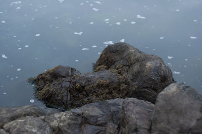 Close-up of rocks on shore