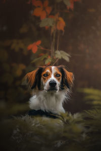 Portrait of dog