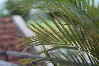 Close-up of pine tree branch