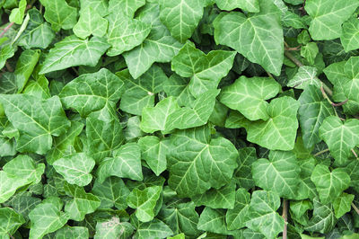 Full frame shot of green leaves