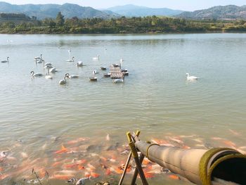 Swans swimming in lake