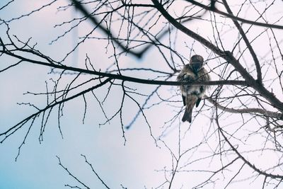 Low angle view of bird perching on branch against sky