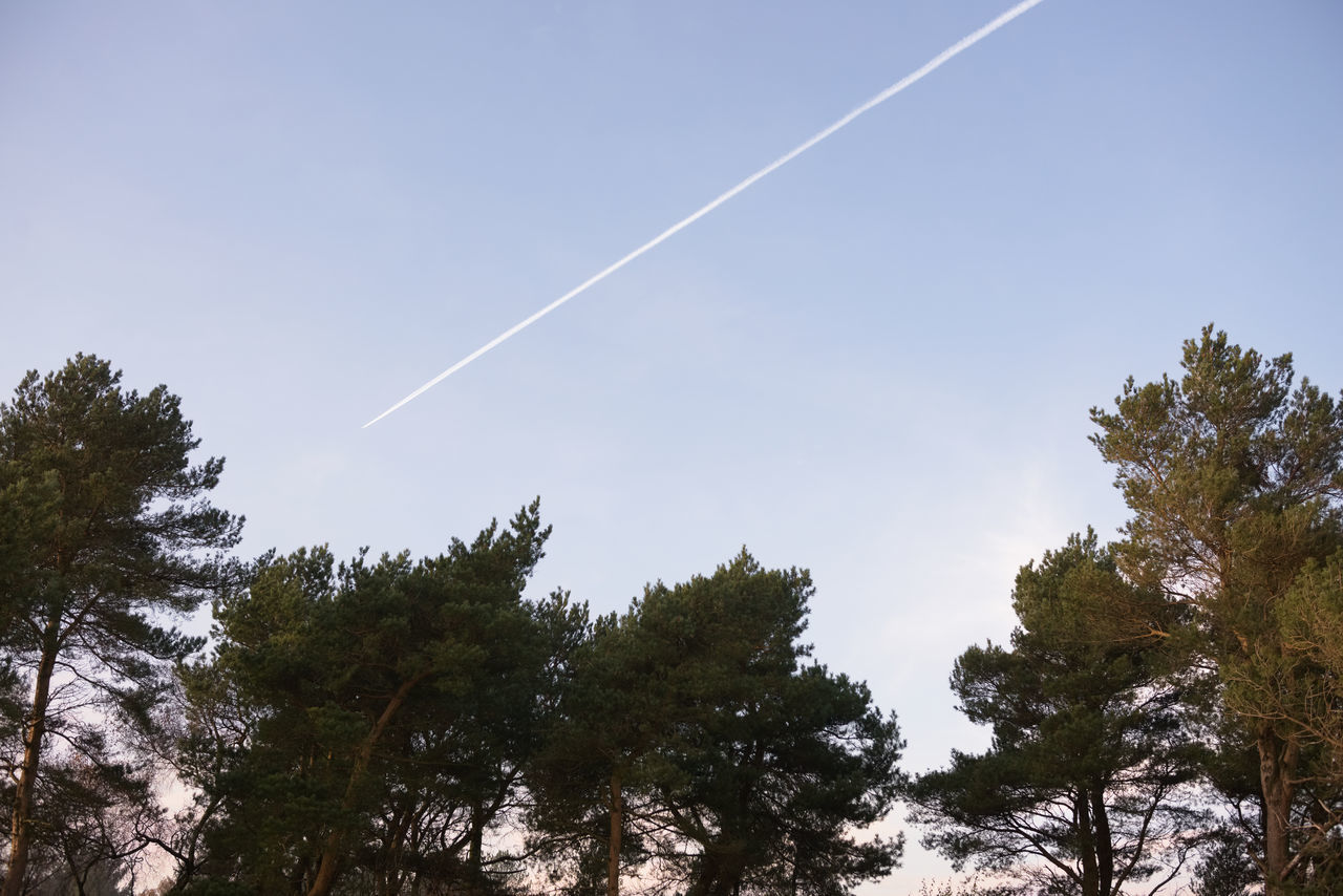 LOW ANGLE VIEW OF TREES AGAINST CLEAR BLUE SKY