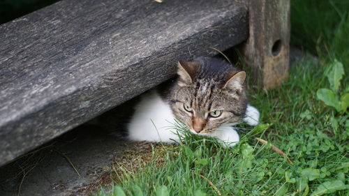 Portrait of a cat on field