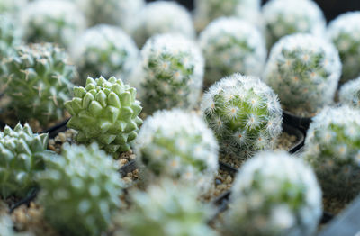 Golden barrel cactus well known species of cactus, 