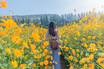 Rear view of woman standing by yellow flowering plants