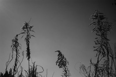 Low angle view of tree against sky