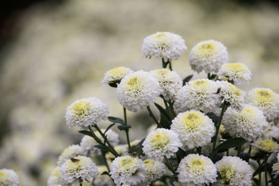 Close-up of fresh white flowers blooming outdoors