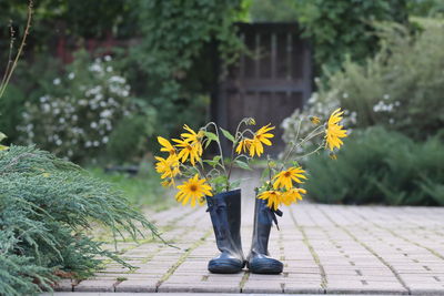 Close-up of yellow flowering plant in yard