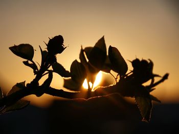 Close-up of silhouette leaves against sky during sunset