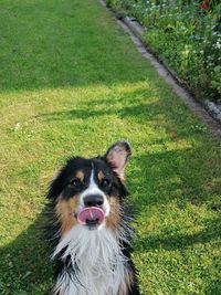 Portrait of dog on field