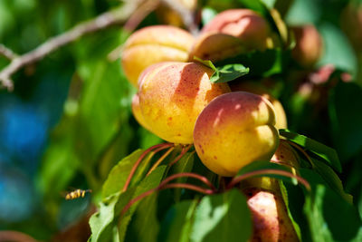 Close-up of peaches growing on tree