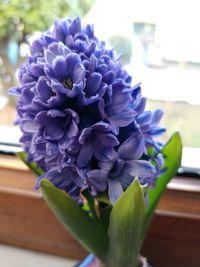 Close-up of purple flowers