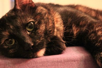 Close-up portrait of cat lying down