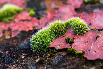 High angle view of succulent plant growing on field