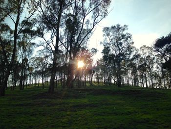 Sun shining through trees on grassy field