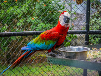 Close-up of macaw on bird feeder at zoo