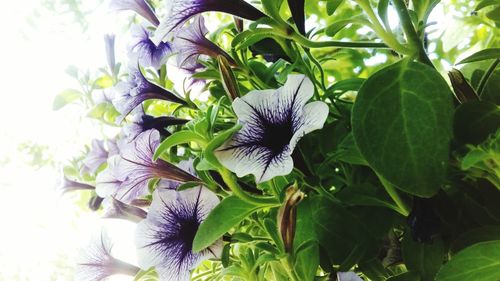 Close-up of flowers blooming outdoors