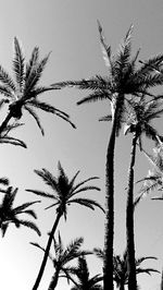 Low angle view of palm trees against clear sky