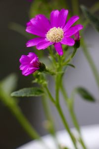 Close-up of pink flower