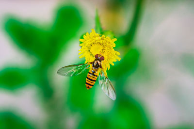 Close-up of butterfly pollinating on yellow flower