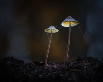 Close-up of mushroom growing on field