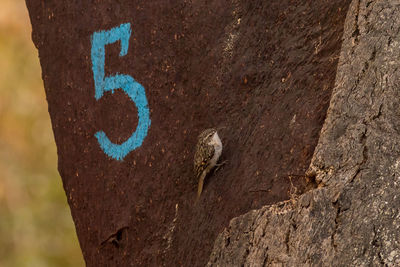 Close-up of sign on tree trunk