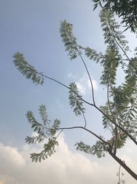 Low angle view of tree against sky