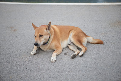 High angle view of dog lying on road