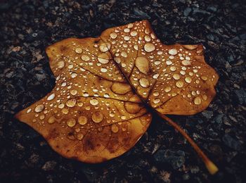 High angle view of raindrops on wet land