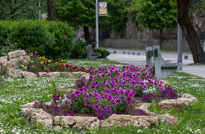 Purple flowers growing on tree