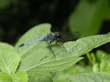 Dragonfly on leaf