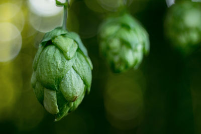 Close-up of fruit growing on plant