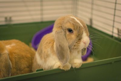 Rabbits in container