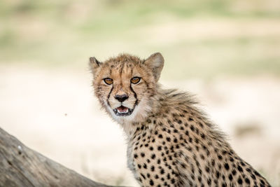 Portrait of cheetah in forest