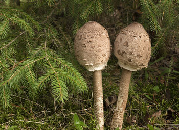 High angle view of mushroom growing on field