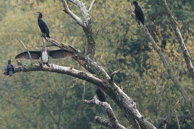 Bird perching on a tree