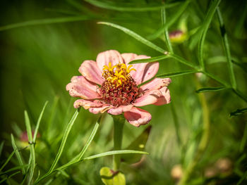 Close-up of pink flower