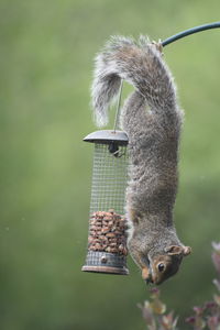 Close-up of squirrel on a bird feeder