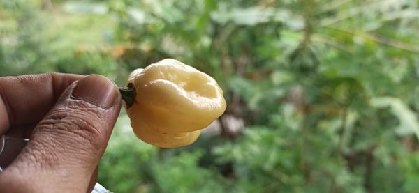 Close-up of hand holding apple