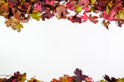 Low angle view of maple leaves against sky