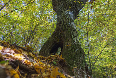 Trees growing in forest during autumn