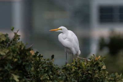A great white egret perched in the top of a tree in a rookery with a building in the background.