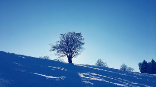 Low angle view of tree against blue sky