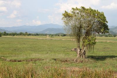 Scenic view of grassy field against sky