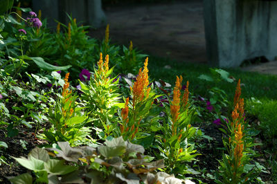 Close-up of flowering plants