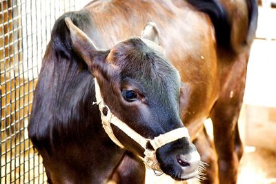 Close-up of horse